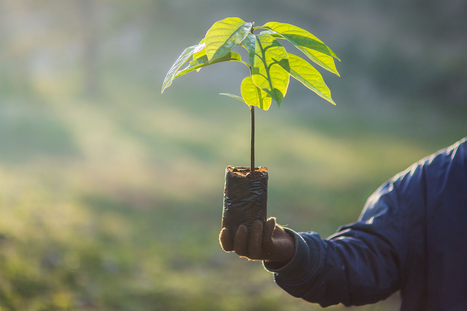 10 000 Tree Seedlings Set For Planting