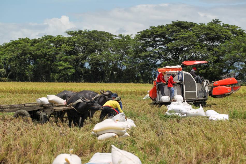 PH’s agricultural sector rebounds at 2.9% in Q3