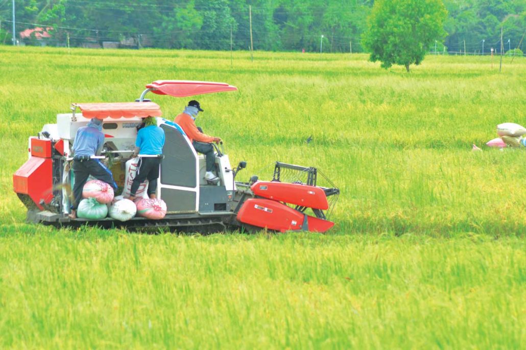 Palay Output Seen To Reach Million Mt In