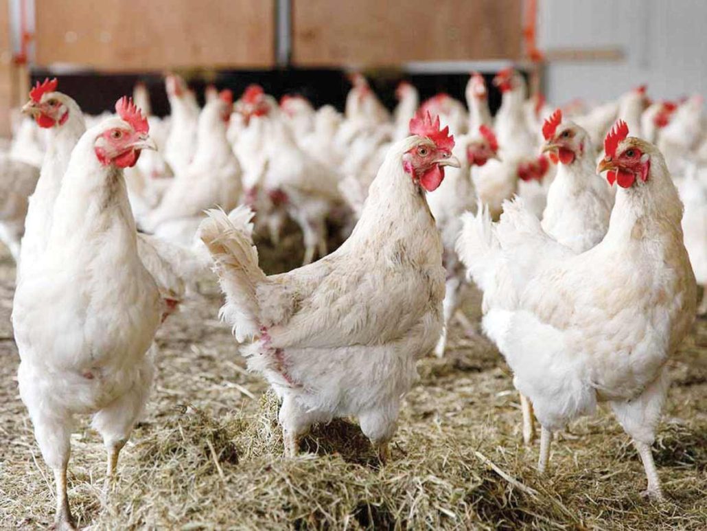 Ph Bans Birds Poultry Imports From Michigan Due To Bird Flu