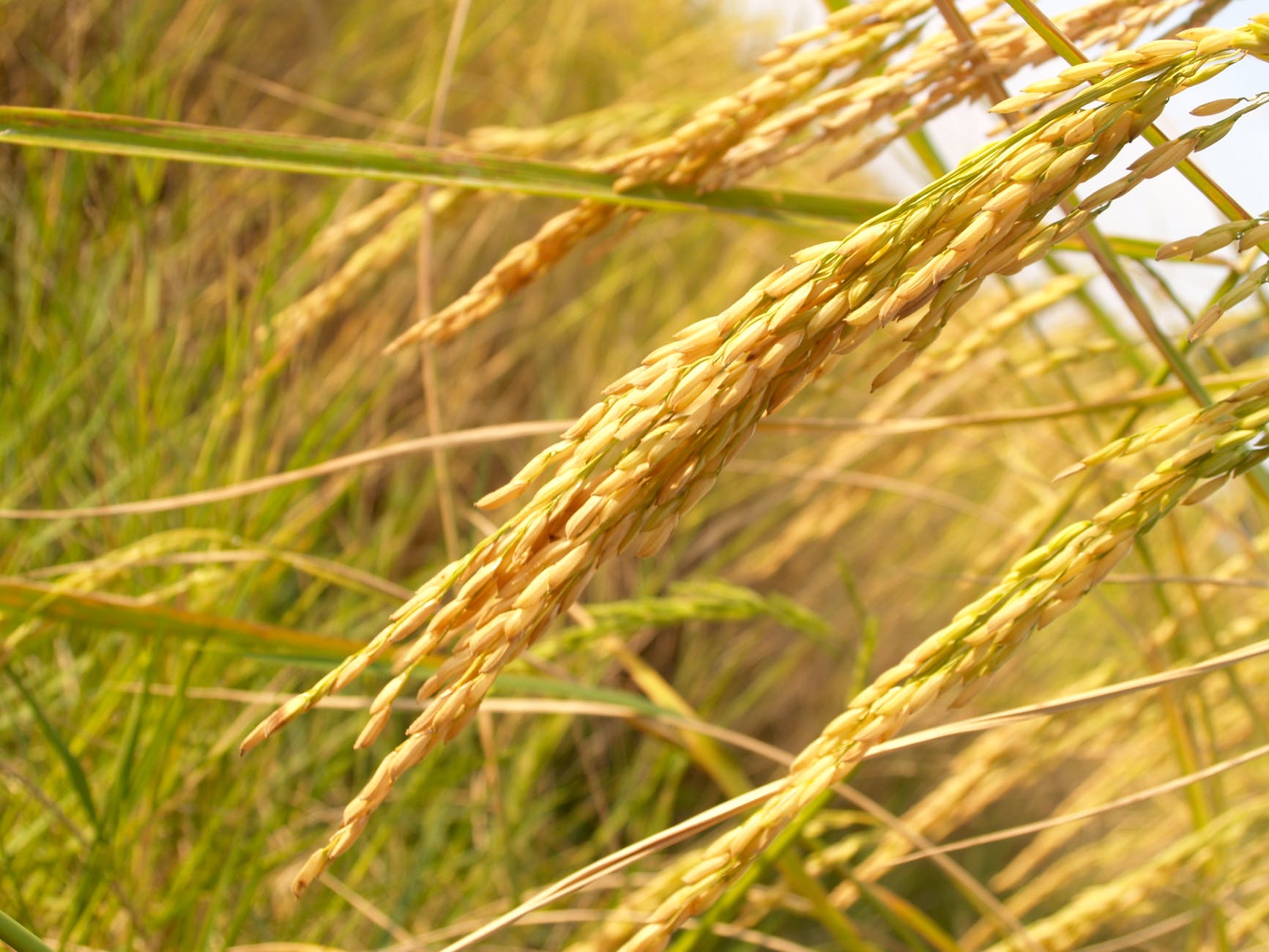 rice-seed-by-pramoda-exim-corporation-rice-seed-from-guntur-andhra