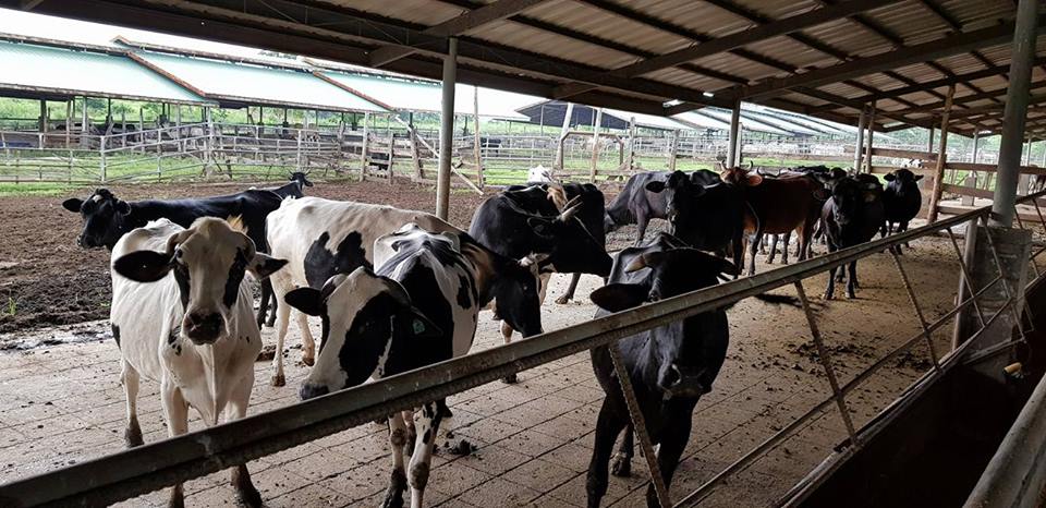 Negros First Ranch supplies to National Dairy Authority