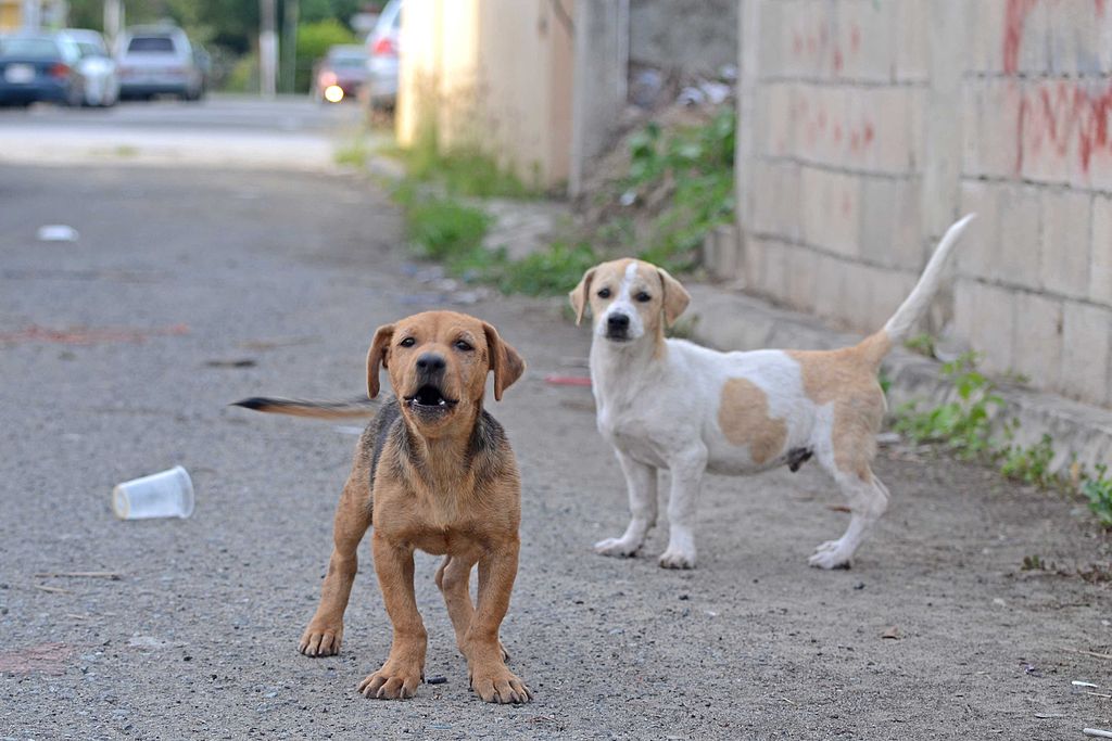 Rabid dogs from province enter city