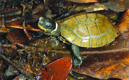 Hope for Palawan forest turtle conservation