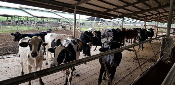 NegOcc produces grass silage to sustain livestock production
