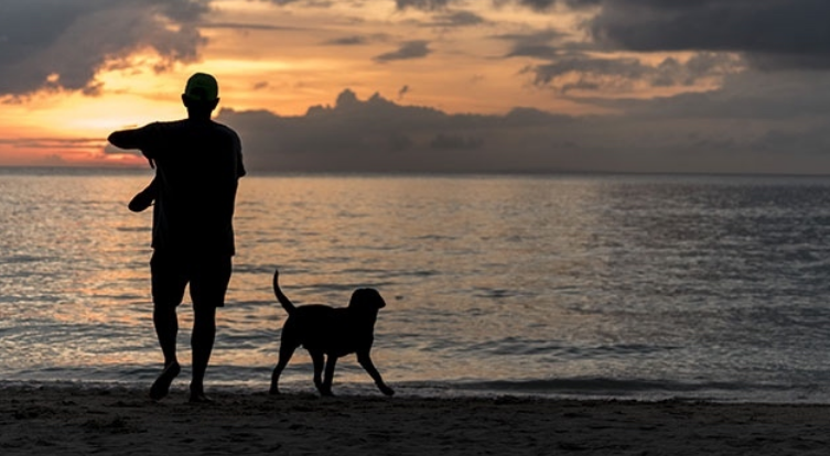 Stray Dogs Public Health Hazard In Boracay