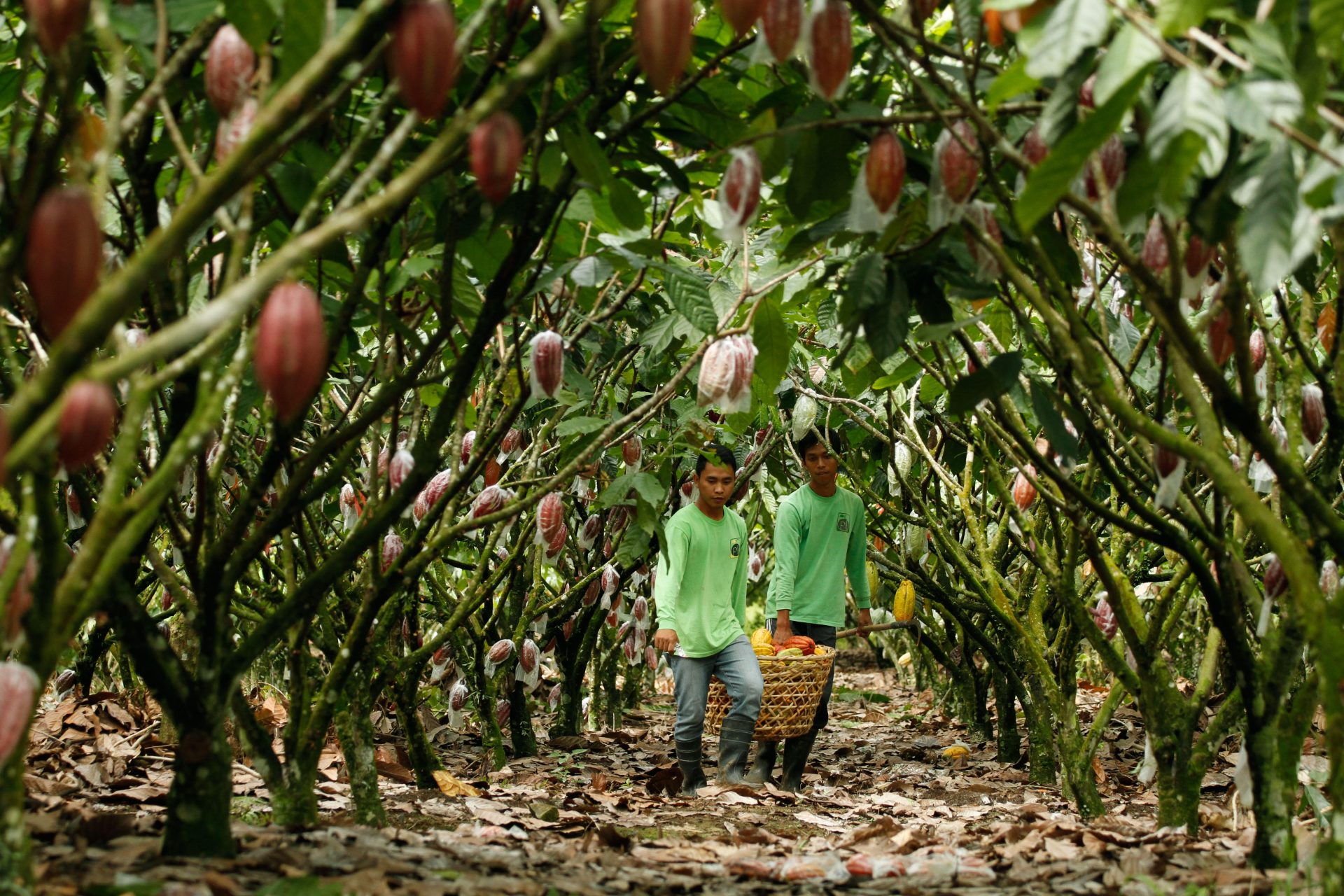 Cacao from Davao gains heirloom status