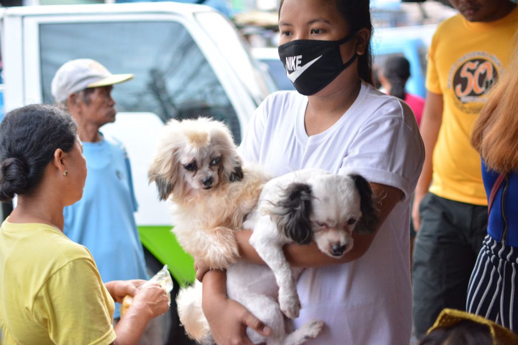 DOH-6 warns of spike in animal bite cases