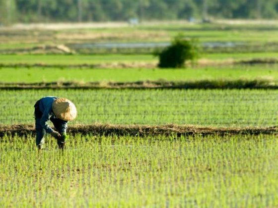 Negros farmers get P1-B in- crop insurance protection