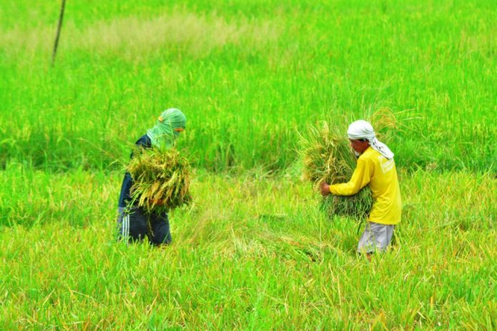 Farmers in Iloilo town harvest palay. Iloilo governor Arthur Defensor Jr. on Thursday said the province will offer loans to farmer cooperatives, which in turn, will purchase the produce of small farmers at premium prices. IAN PAUL CORDERO/PN