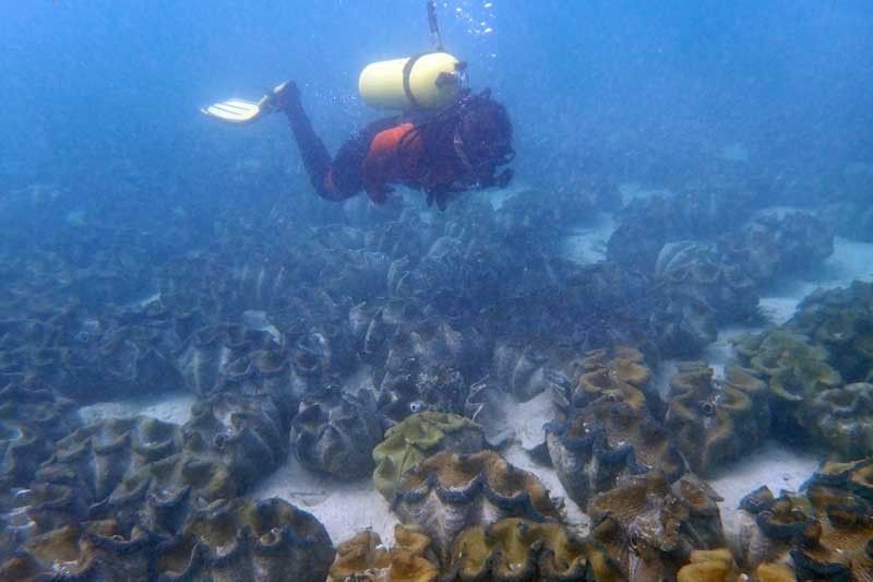 1.5 tons of ‘endangered’ giant clams seized in Sagay