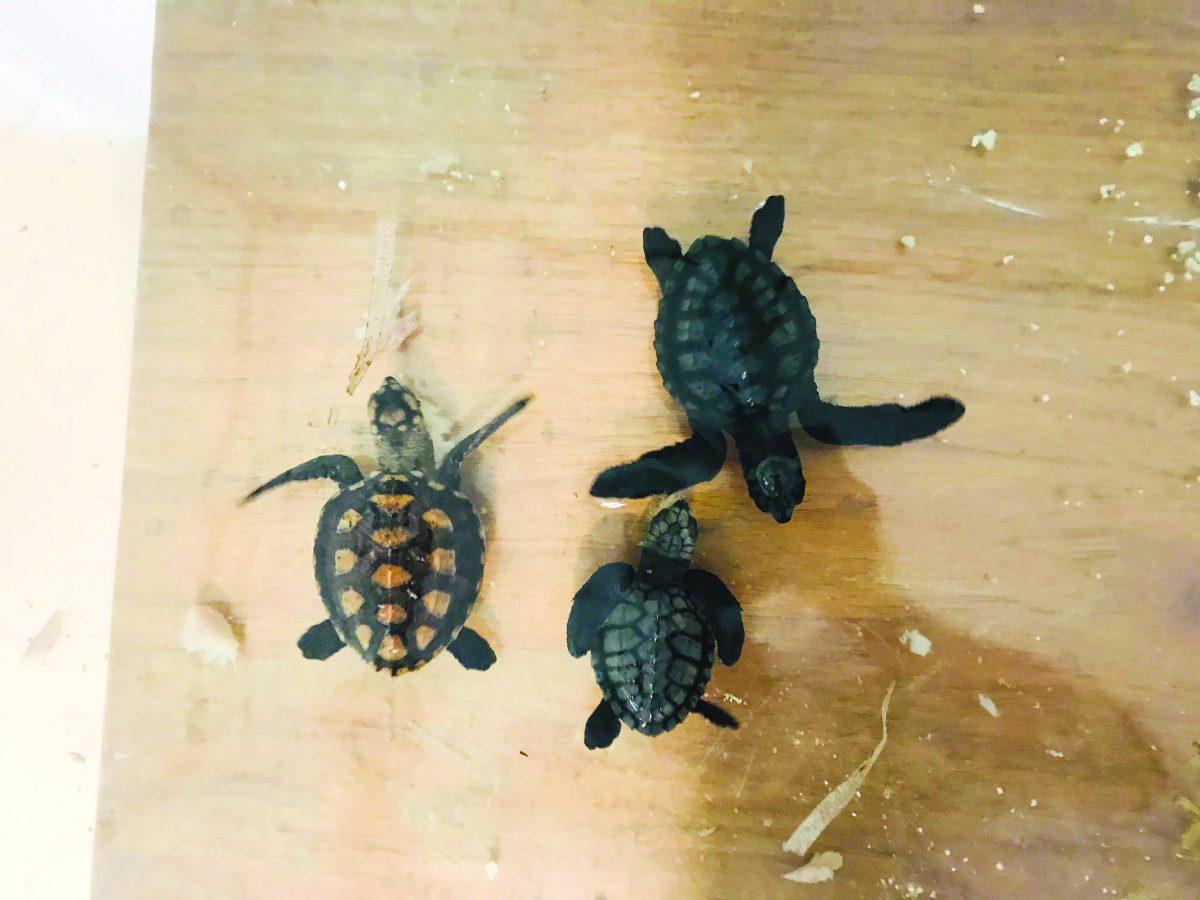 3 turtle weaklings released in Boracay