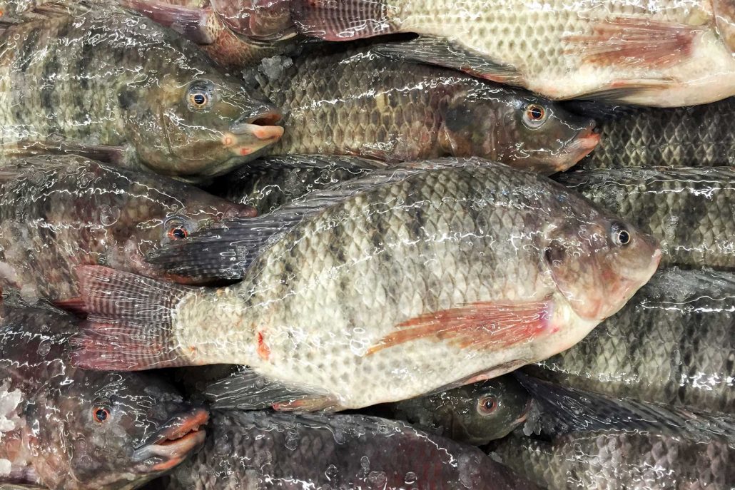 BFAR assures ample supply of tilapia amid fish kill