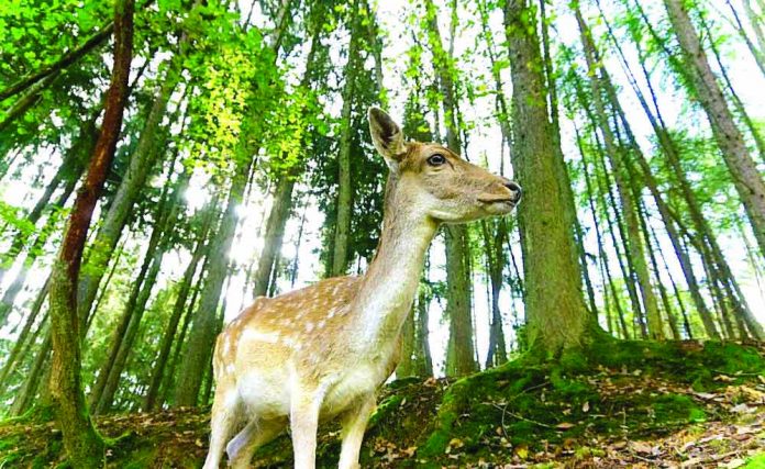 Animals like roe deer and magpies are not able to adapt quickly enough to keep pace with the changing climate, scientists say. THE ECOLOGIST