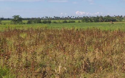 Provincial agriculturist Japhet Masculino says the provincial government allotted an additional P5-million fund for the insurance of farmers in Negros Occidental in the wake of the natural calamities affecting the province’s agriculture sector. PNA