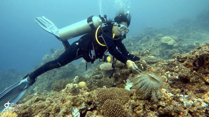 CORALS IN DANGER: BFAR struggling to cope with starfish ‘invasion’