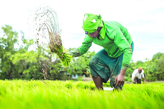 The Department of Agriculture in Western Visayas is distributing certified seeds to farmers affected by the El Niño phenomenon in the province of Antique. Ramona de la Vega of the Office of the Provincial Agriculturist said they started the distribution last week in the towns Sebaste, Hamtic and Libertad. PHILRICE