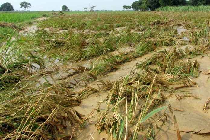 Rice farmers in four towns of Antique reported production losses worth around P4.49 million due to the monsoon rains that the Tropical Storm Jenny enhanced on Aug. 27 to 28.