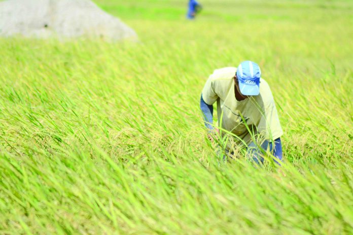 “Senate Bill 34” has been filed seeking support for small farmers and organizations to engage in organic farming to produce more healthful agricultural products. IAN PAUL CORDERO/PN