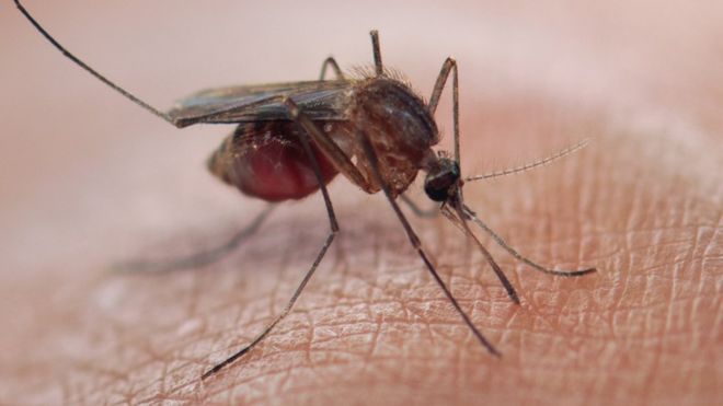 Malaria is a life-threatening disease. It's typically transmitted through the bite of an infected Anopheles mosquito. Infected mosquitoes carry the Plasmodium parasite. GETTY IMAGES