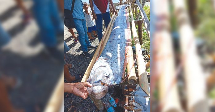 Residents found this oarfish along the shores of Poblacion, New Washington, Aklan on Monday, July 8. According to the National Oceanic and Atmospheric Administration, oarfish are the longest bony fish in the sea growing to 50 feet. PHOTO COURTESY OF RIZZA ALCEDO/AKEANFORUM