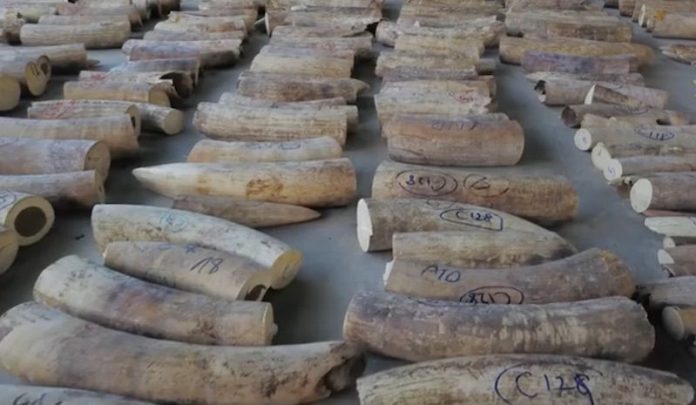 Pangolin scales and elephant ivory that were seized by Singapore's National Parks Board, Customs and Immigration and Checkpoints Authority from a shipment from the Democratic Republic of Congo are seen in Singapore, in this undated handout released on July 23, 2019. SINGAPORE NATIONAL PARKS BOARD