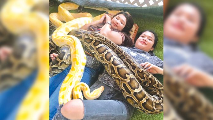 Burmese and Albino pythons swirl around and over the bodies of tourists in Kalibo Ostrich Farm in Barangay New Buswang, Kalibo, Aklan. This exotic way of pampering is touted as the only reptile service of its kind in the province. KALIBO OSTRICH FARM VIA FACEBOOK