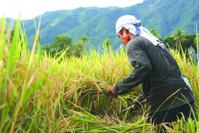 The Department of Agriculture Region 6 (DA-6) remains optimistic to reach its rice output goal for 2019 despite the recent calamities that hit the region. DA-6 director Remelyn Recoter says the region’s agriculture sector is climate-dependent. BULATLAT.COM