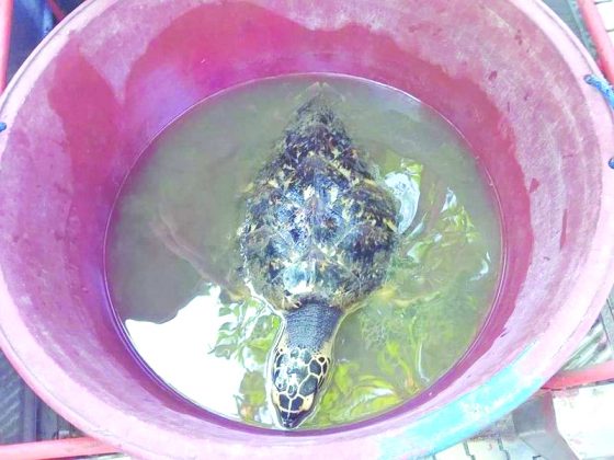 Hawksbill sea turtle rescued