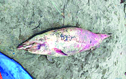 The lifeless Fraser’s dolphin found on the shoreline of Barangay Patic in Pulupandan, Negros Occidental on Wednesday. It is the fourth documented dead dolphin in the Bago-Pulupandan coastal area this year. PHOTO COURTESY OF MARK DE LA PAZ