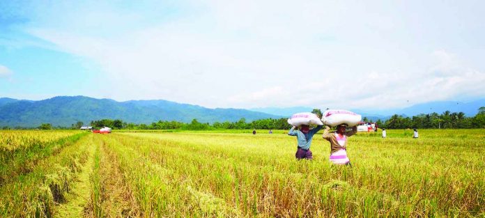 The expanded Survival and Recovery Assistance program (SURE Aid) stands at P2.5 billion following an infusion of P1-billion fund. Department of Agriculture secretary Dar said SURE Aid is aimed at providing loan assistance for immediate relief to rice farmers affected by the impact of low palay prices as a result of the rice tariffication law, or Republic Act 11203. UN NEWS