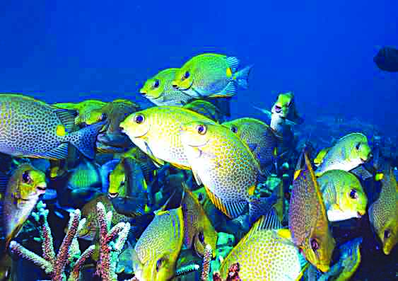 FEEDING ON SEAWEEDS. Rabbit fish (Siganus fuscescens), commonly known as “danggit,” is named for its rabbit-like snout and also for its habit of grazing on seaweeds. A seaweed farm in Caluya, Antique – the biggest in Western Visayas – is under siege by these fishes found in shallow tropical marine waters. PHYS.ORG