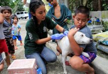 A member of Humane Society International (HSI) administers the anti-rabies vaccine on a dog as part of their mass vaccination. Dogs are responsible for as much as 99 percent of rabies transmissions to humans, says the World Health Organization. REUTERS FILE PHOTO