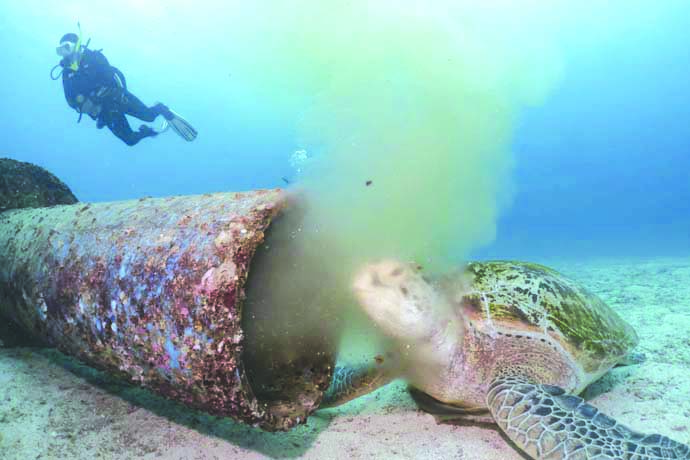 This photo of a sea turtle feeding on filthy, yellowish liquid refuse oozing from an underwater pipe from an establishment on Boracay Island in Malay, Aklan has gone viral on social media. BORACAY WILSON