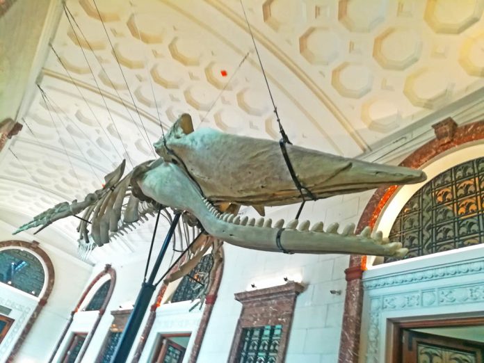 The skeleton of a 43.5-feet Marinduque Sperm Whale suspended from the ceiling at the museum’s entrance.