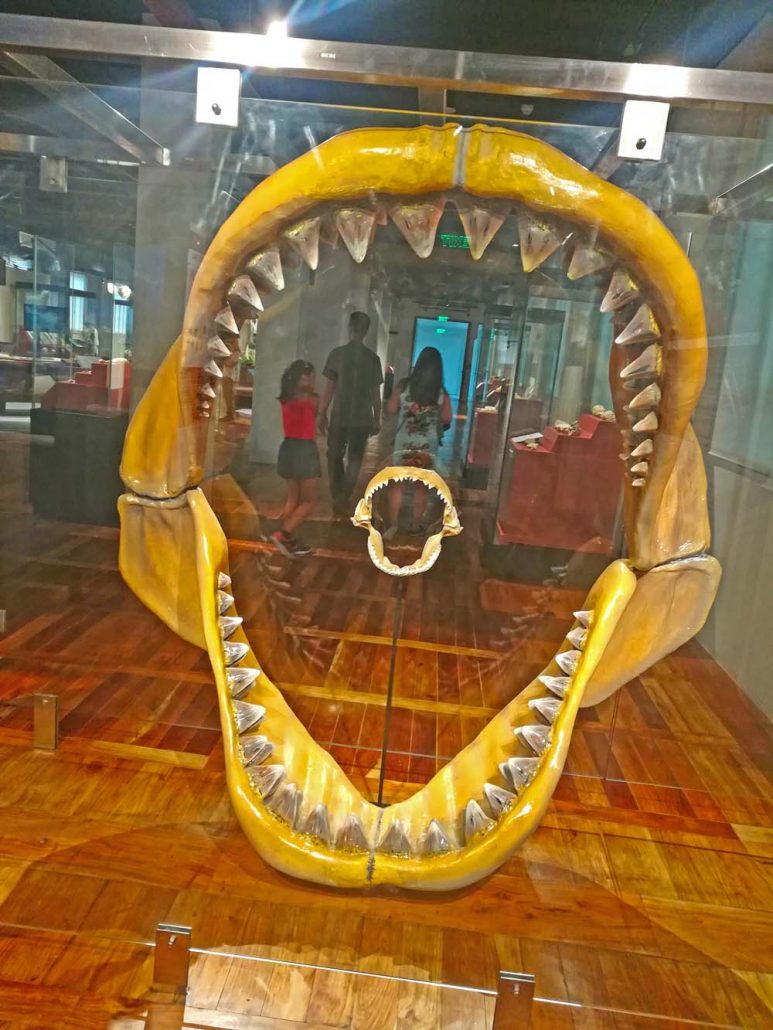 The fearsome maw of a giant shark Megalodon – the size of a car – compared to the jaw of a modern-day shark.