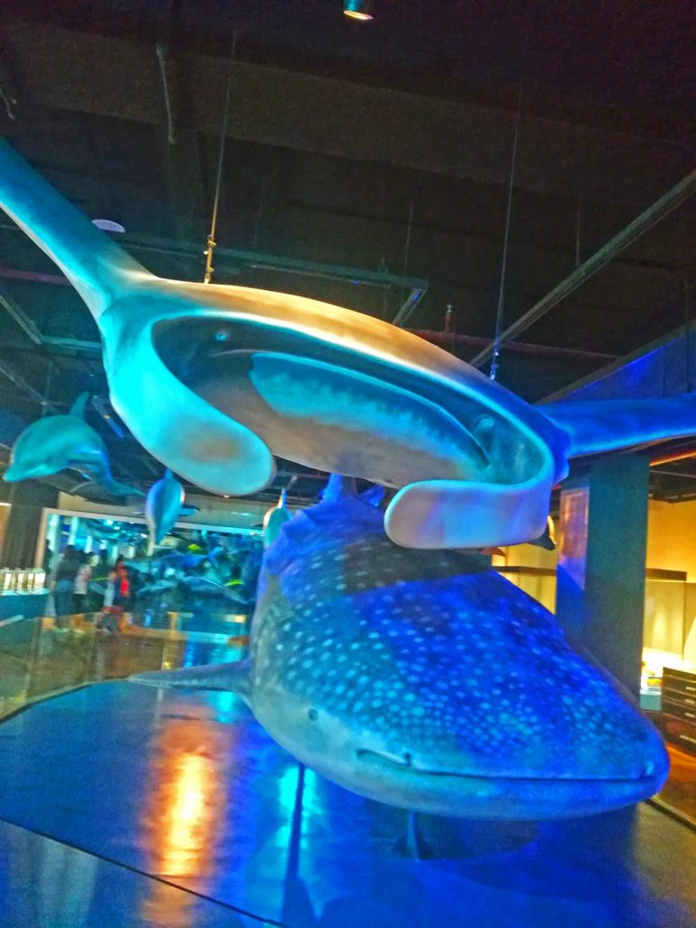 An interactive life-size exhibit of rich Philippine marine life.