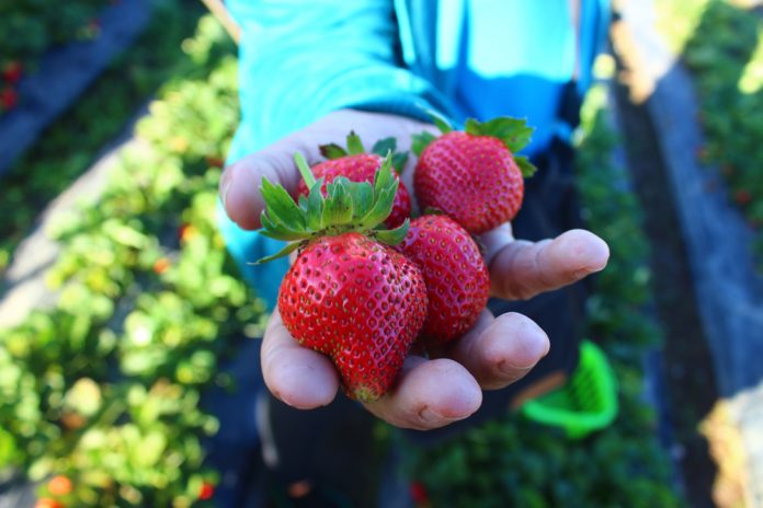 The Cordillera region’s peerless luscious strawberries, still thriving with Baguio’s chilly climate.