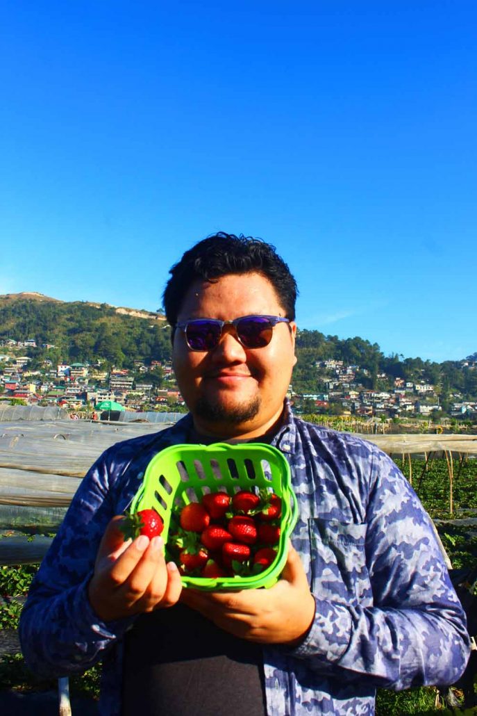 A handful of farmers in La Trinidad, Benguet allow people to harvest all the strawberries they want from their gardens.