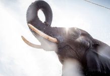 The elephants are called Ramboline, Lara, Djunga and Jenny. Getty Images