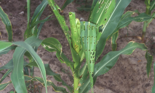 Fall armyworm damages corn leaves. PAUL CHOATE/UNIVERSITY OF FLORIDA