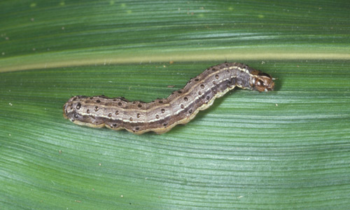 The fall armyworm (Spodoptera frugiperda) is a dangerous trans-boundary pest that feeds on corn, sorghum, rice, millet, sugarcane, cotton, potatoes, and other crops. The term “armyworm” can refer to several species, often describing the large-scale invasive behavior of the species’ larval stage. JAMES CASTNER/ENTOMOLOGY AND NEMATOLOGY DEP’T UNIVERSITY OF FLORIDA