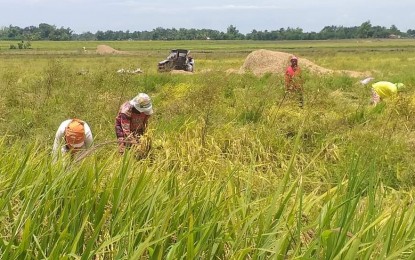 Rice farmers harvest palay in Bago City, Negros Occidental last month. Gov. Eugenio Jose Lacson said the P5-million fund of the provincial government allocated for the procurement of palay is still available. PNA BACOLOD