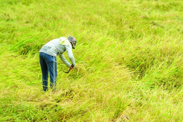 The Department of Agriculture targets to achieve a progressive annual growth rate for the farm and fisheries sector until it reaches 4 percent come 2022. PHOTO BY IAN PAUL CORDERO/PN