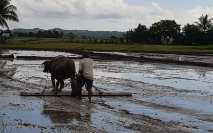 A farmer tills his rice field. The mechanization program of the Department of Agriculture will soon benefit farmer-members of cooperatives from the 17 towns of Antique. PNA/ANNABEL CONSUELO J. PETINGLAY