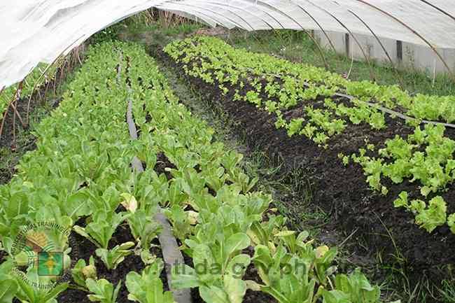 Negros Occidental has about 16,000 hectares of agricultural land devoted to organic farming. Jesus Antonio Orbida, one of the country’s top organic farmers, was pushing for a better government support for the organic agriculture sector. AGRICULTURAL TRAINING INSTITUTE