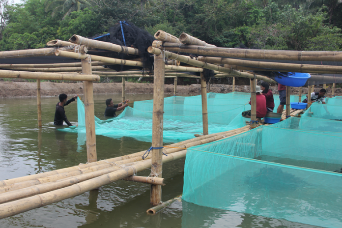 Participants of the on-site training course on Mangrove Crab Nursery and Grow-out in Bagamanoc, Catanduanes install hapa nets in ponds on Sept. 18. A hapa net is similar to an inverted mosquito net that is used in a fixed net enclosure. SEAFDEC/AQD