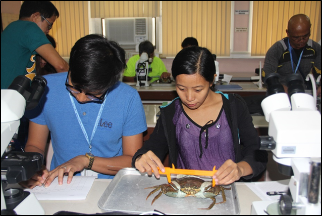 Trainees study the anatomy and physiology of mangrove crab at SEAFDEC/AQD’s Training Laboratory in Tigbauan, Iloilo on Aug. 14. SEAFDEC/AQD