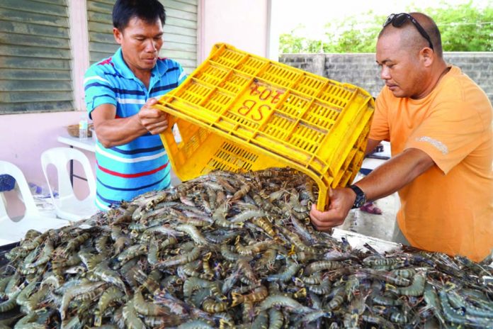 Tiger shrimp, locally known as sugpo or lukon, are poured out from a plastic crate for sorting at the Dumangas Brackishwater Station of the Southeast Asian Fisheries Development Center after a recent harvest that yielded almost three tons from a half-hectare pond. RD DIANALA