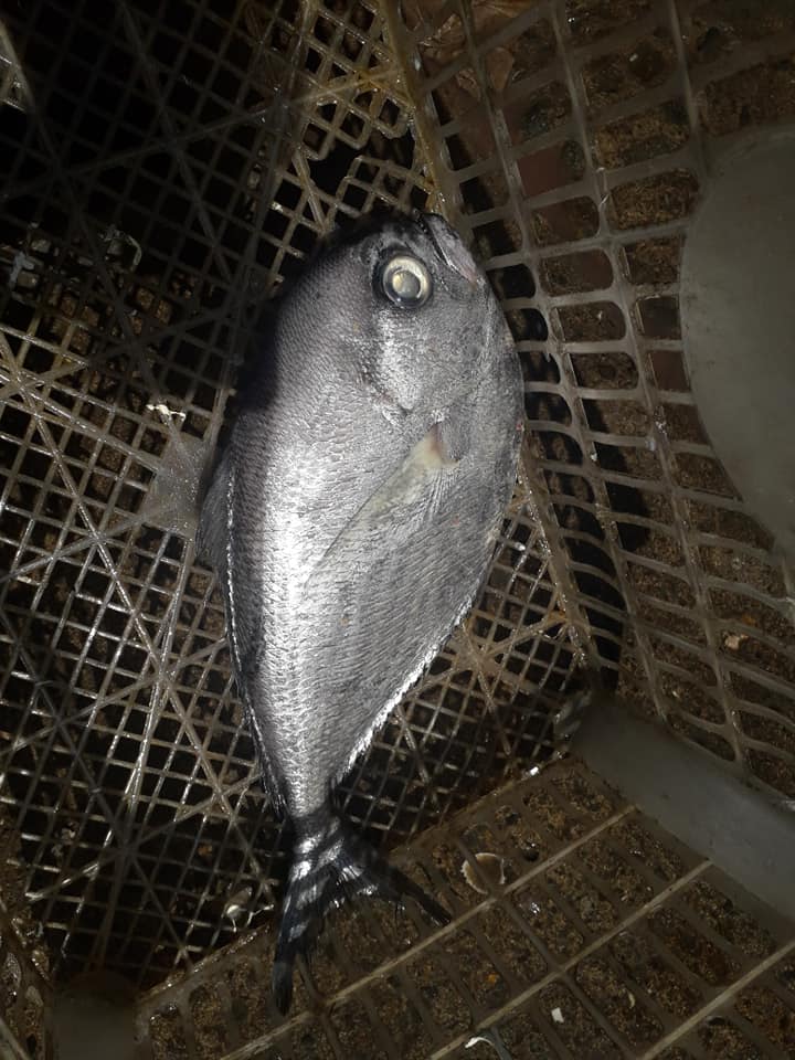 : A dealer of fish supplies lamayo-makers with different kinds of fish from Cadiz or Tabao (Valladolid). 